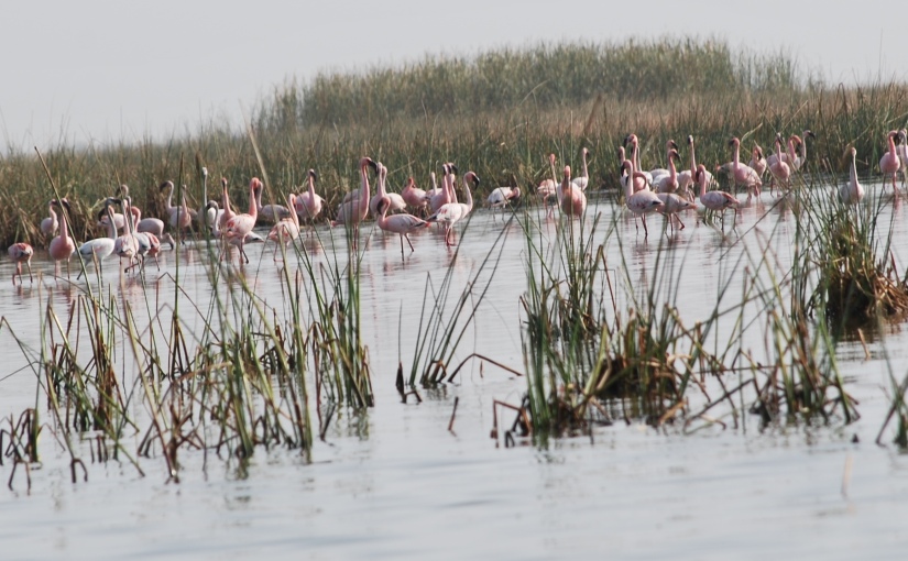 Nalsarovar Water Forest: Home of the Flamingos