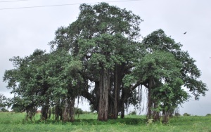 Massive Banyan tree enroute to Mandu