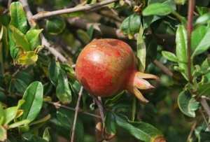 the fruit on the tree