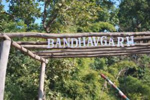 At last into the home of the White Tiger: Bandavgarh
