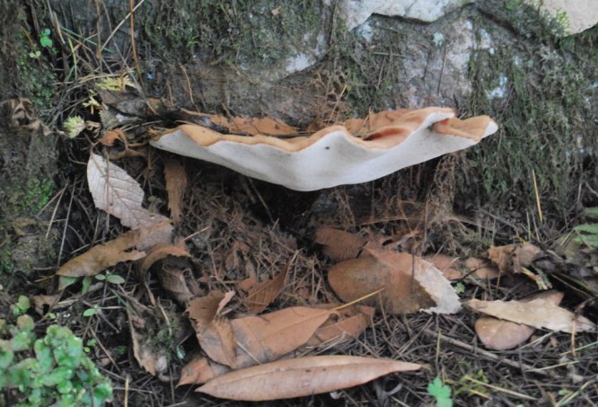 bracket mushroom