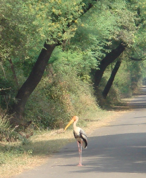 A lonely Painted Stork