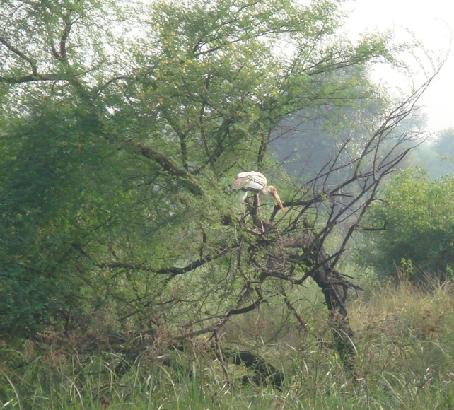 Nesting on a babool tree