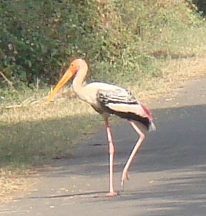 the stork leg up