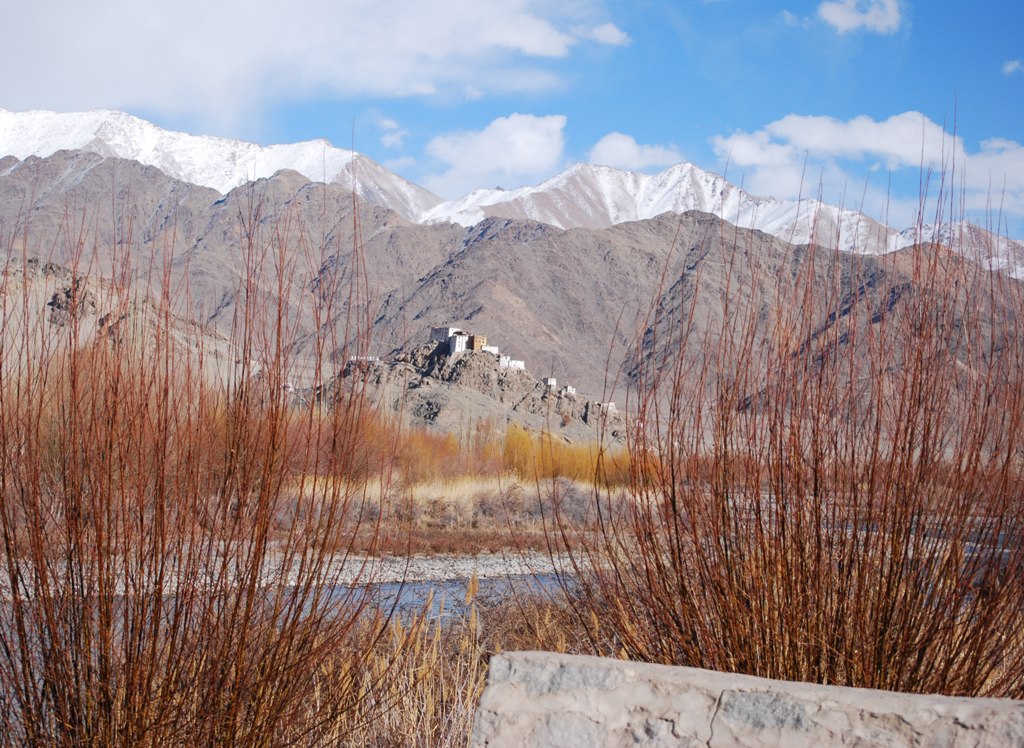 WILLOWS IN LADAKH – Enchanted Forests